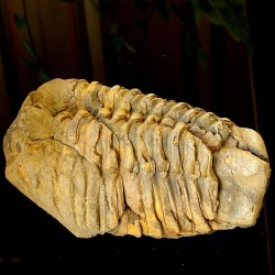 Trilobites 85mm.