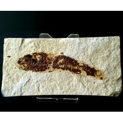 Fossile Fische-105mm.