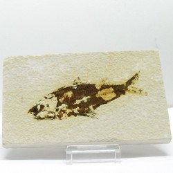 - Fish fossil-143mm. (sp).