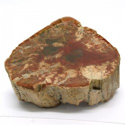 .Xilópalo-fossil wood.