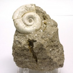Planorbis- gasterópodo fósil.